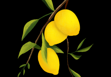 P站官方官网年度现象级话题｜会员功能更新成主力板块